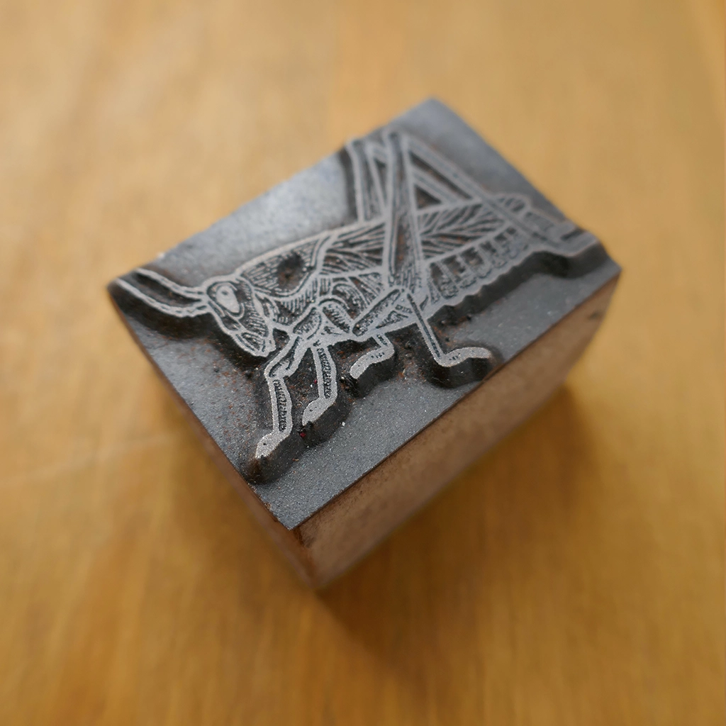 Grasshopper Sitting