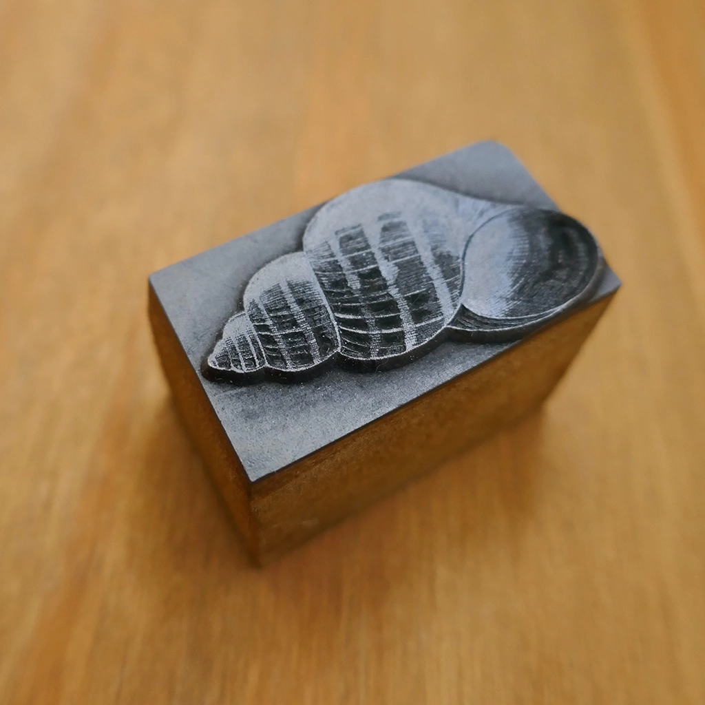 Long Spiral Seashell